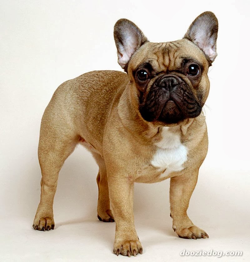 french bulldog wallpaper,dog,mammal,vertebrate,canidae,dog breed