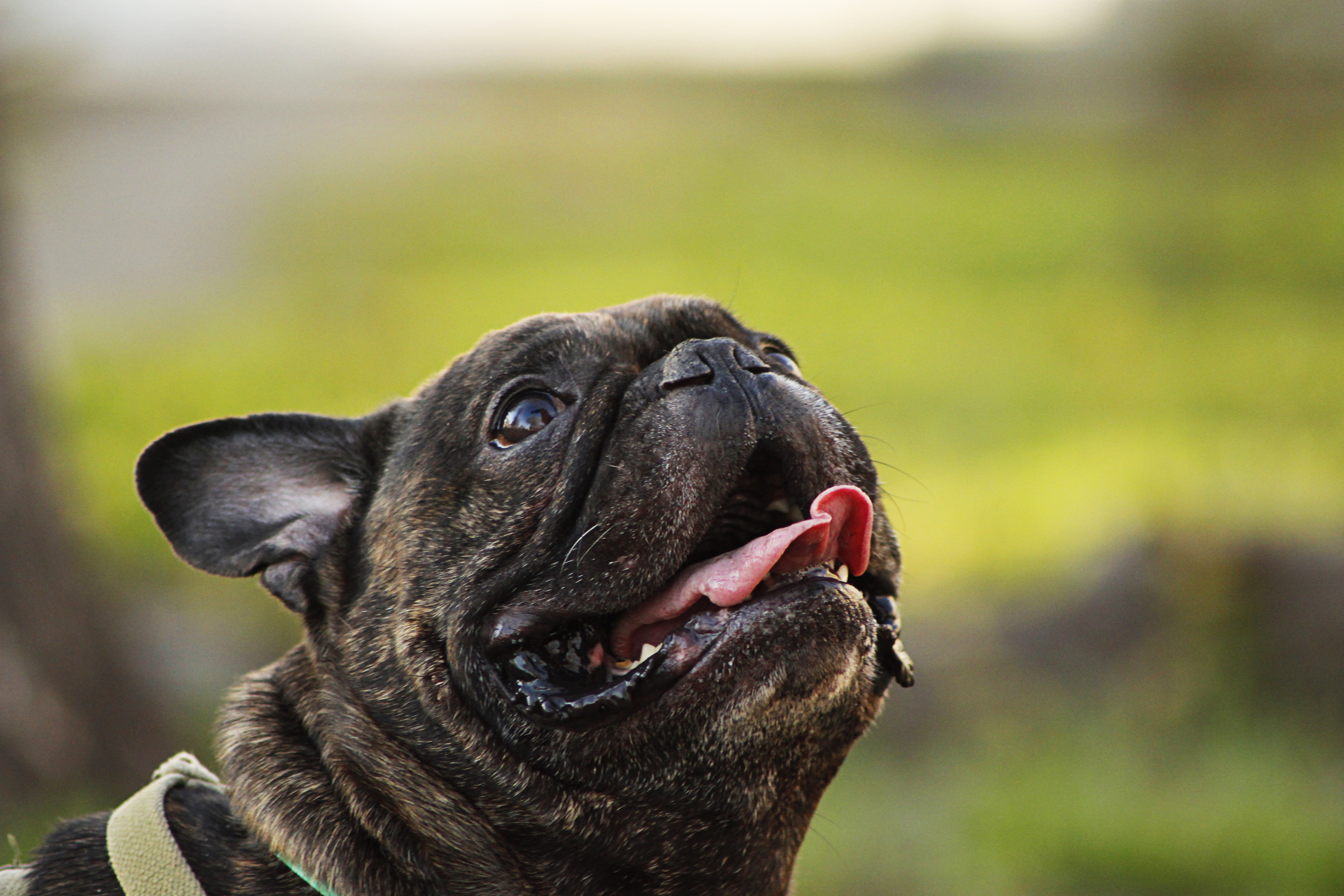 französische bulldogge tapete,hund,schnauze,französische bulldogge,mops,nicht sportliche gruppe