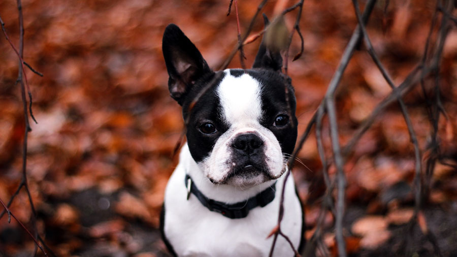 french bulldog wallpaper,dog,mammal,vertebrate,boston terrier,canidae