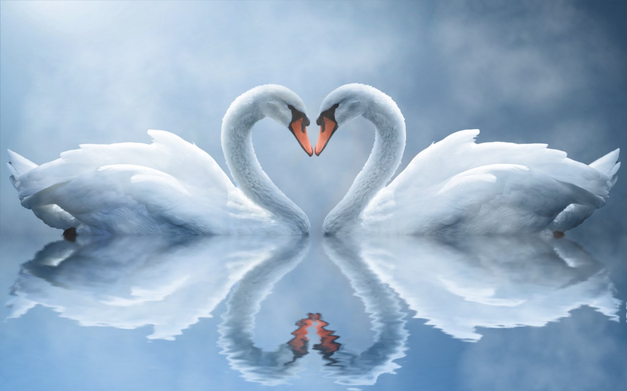 fond d'écran romantique pleine taille,cygne,oiseau d'eau,oiseau,ciel,nuage