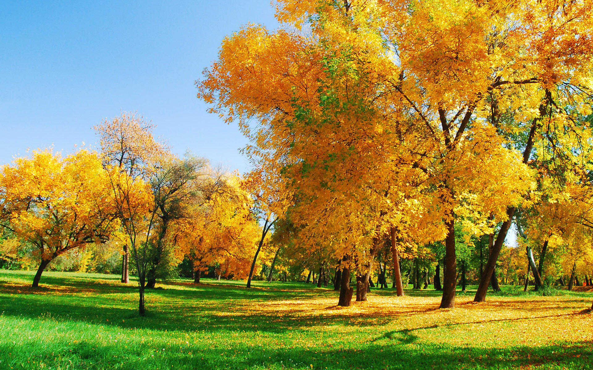 natural image hd wallpaper,tree,natural landscape,nature,leaf,yellow