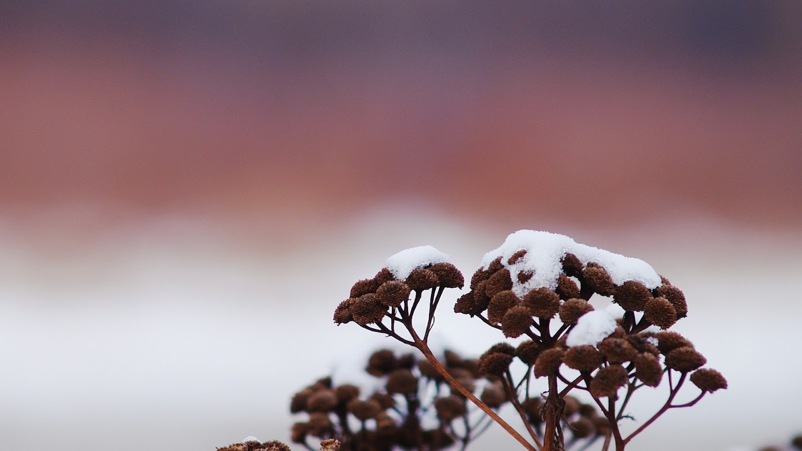 romantic wallpaper full size,nature,sky,branch,cloud,snow