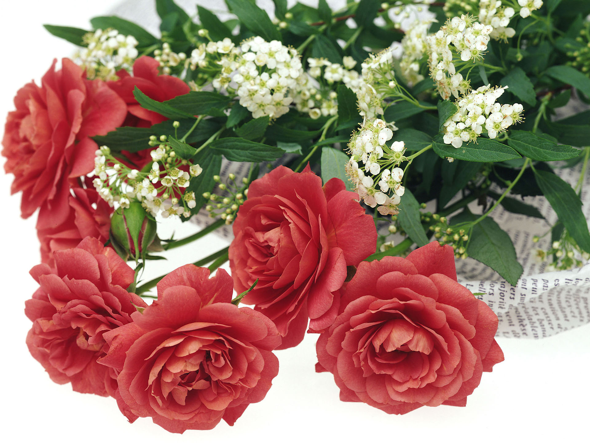 romantische tapete in voller größe,blume,blühende pflanze,pflanze,rose,gartenrosen