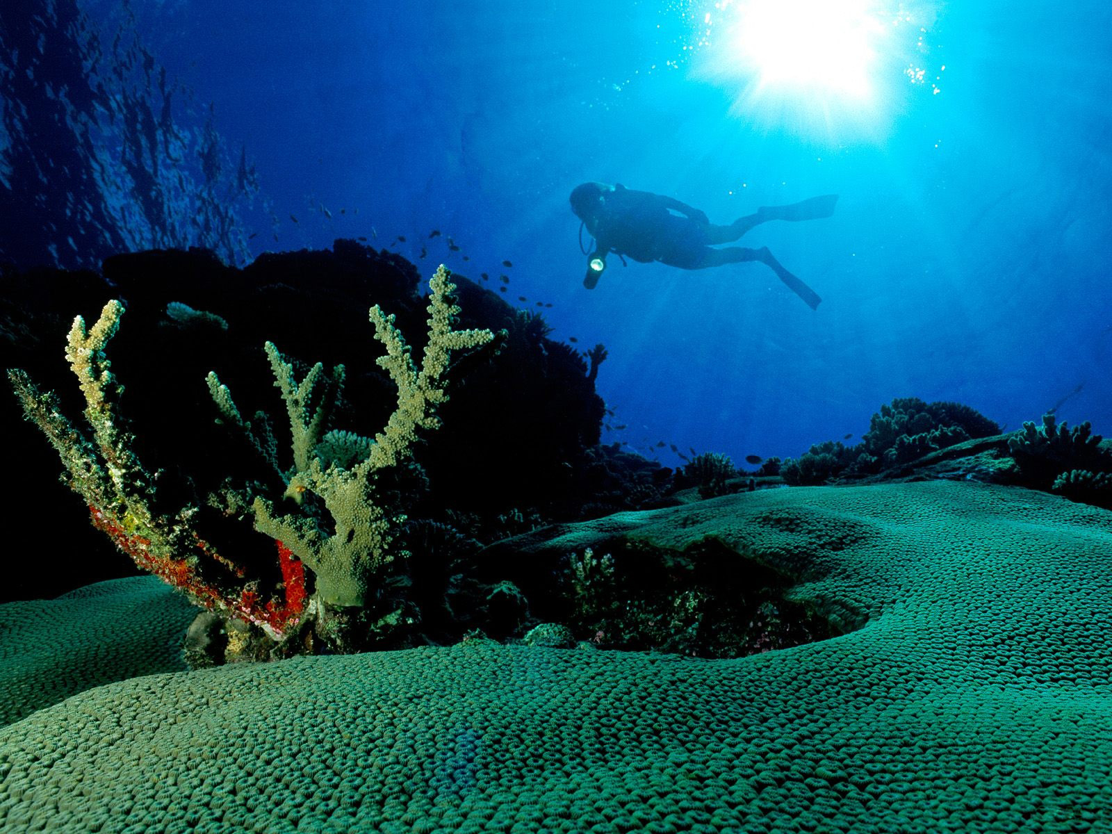 水中のhdの壁紙,水中,海洋生物学,リーフ,サンゴ礁,コーラル