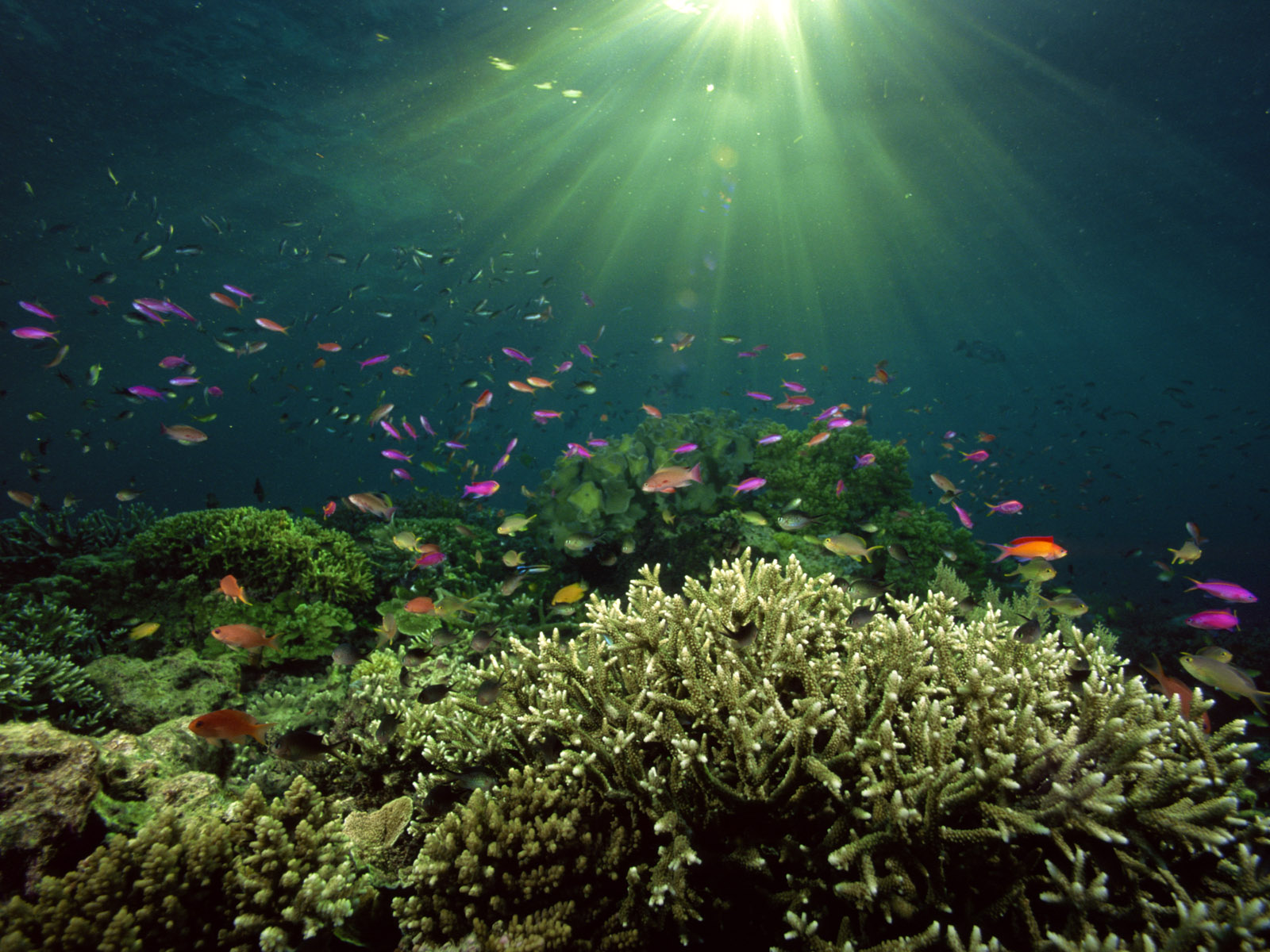 fondo de pantalla hd submarino,arrecife de coral,submarino,arrecife,planta acuática,agua