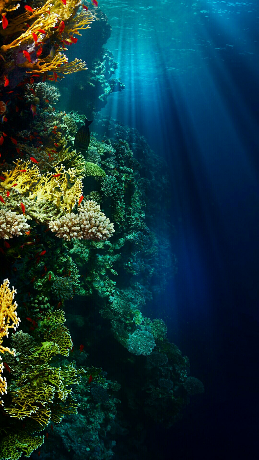fondo de pantalla hd submarino,arrecife de coral,arrecife,naturaleza,submarino,agua