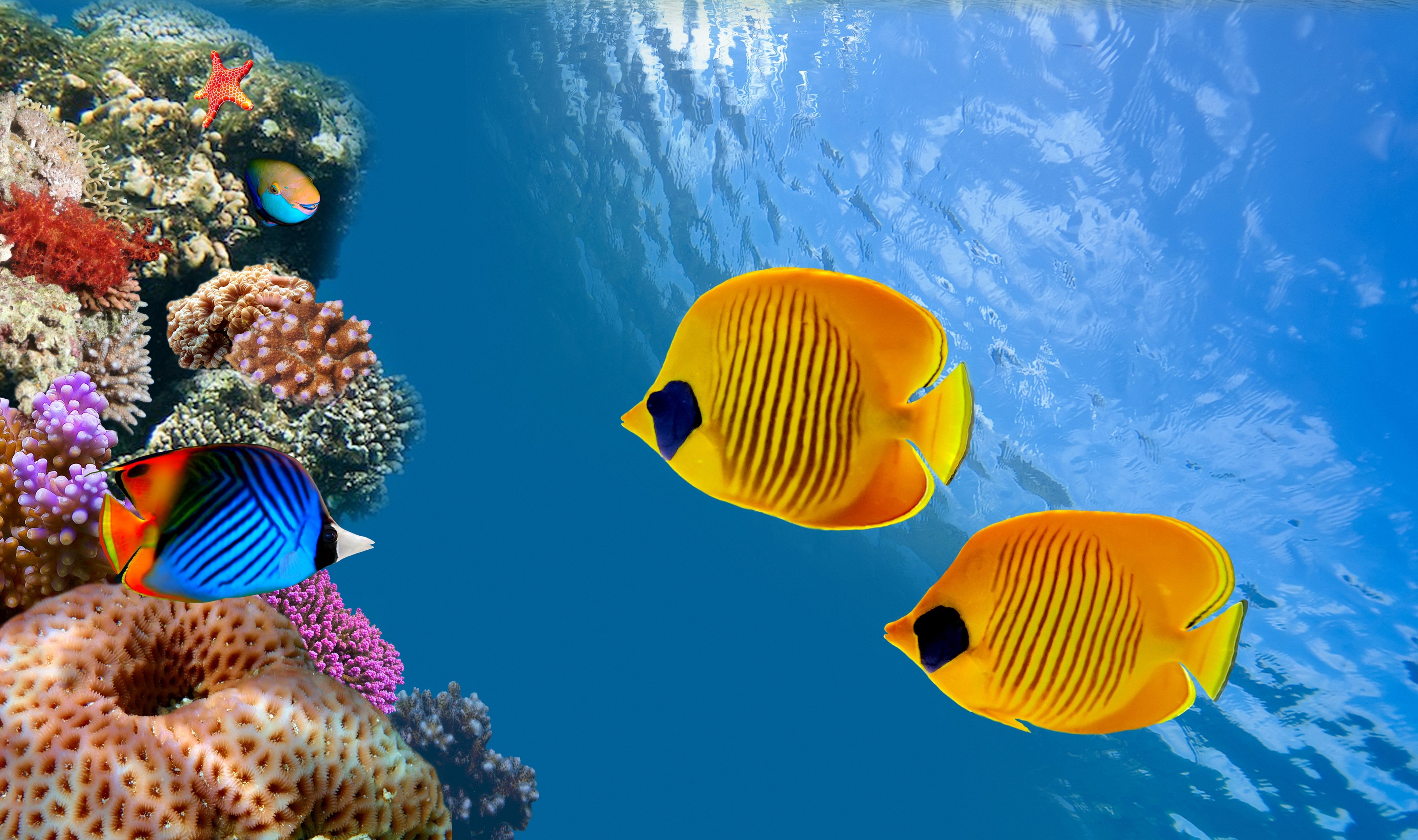 fond d'écran hd sous l'eau,poisson,poissons de récifs coralliens,sous marin,biologie marine,récif de corail