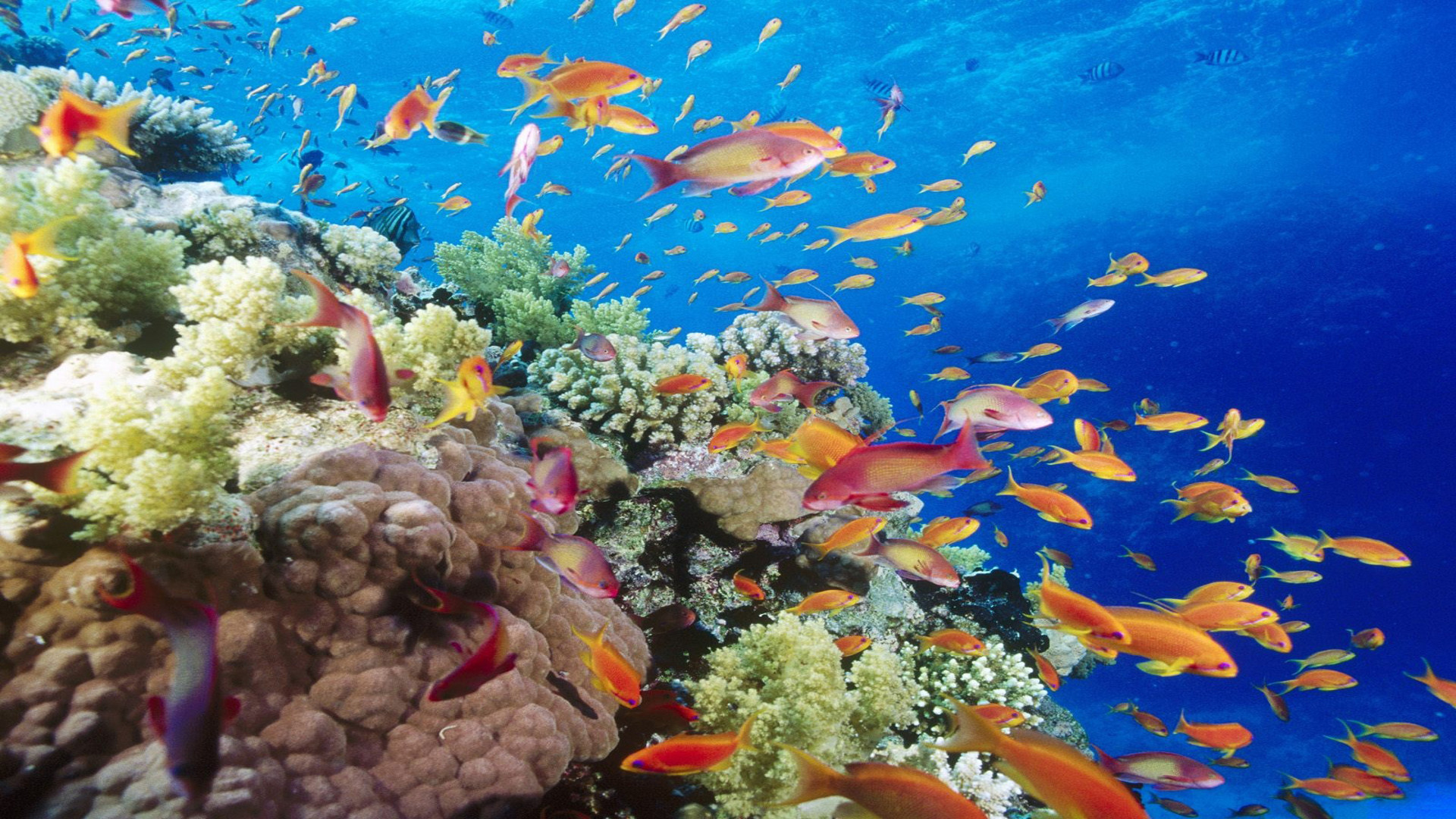fond d'écran hd sous l'eau,récif,récif de corail,sous marin,poissons de récifs coralliens,biologie marine