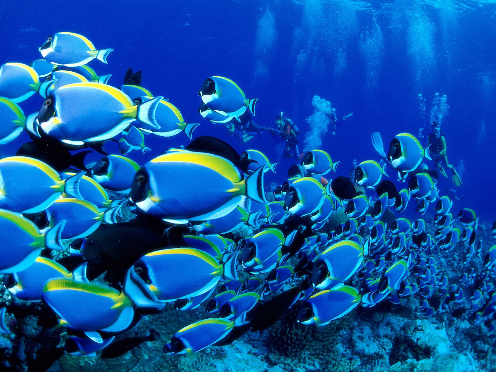 fondo de pantalla hd submarino,submarino,biología marina,azul,peces de arrecife de coral,agua