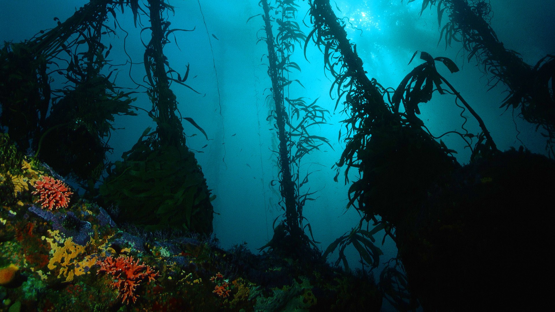 fond d'écran hd sous l'eau,sous marin,algue,biologie marine,macrocystis pyrifera,macrocystis