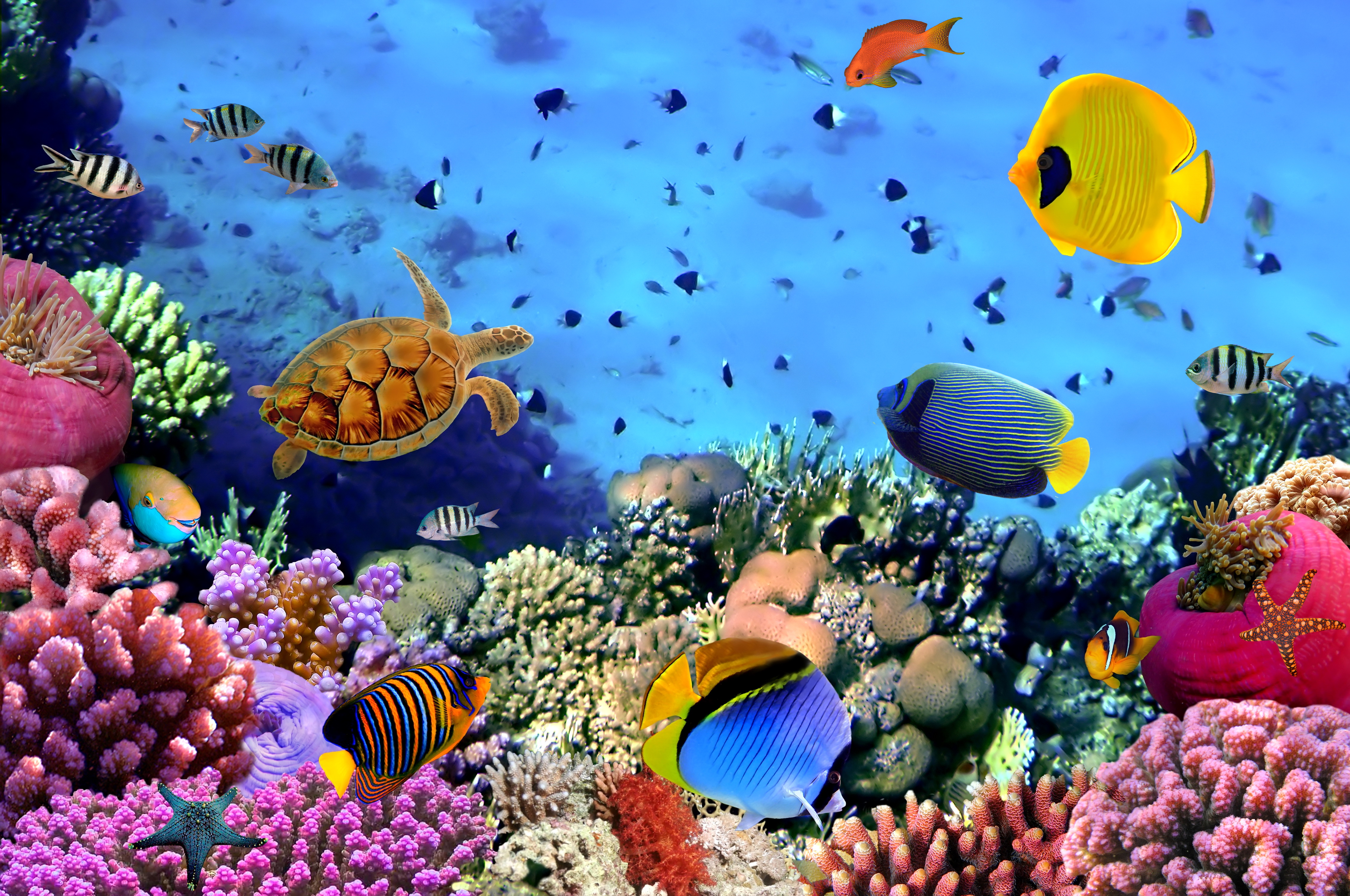 unterwasser hd wallpaper,riff,korallenriff,korallenrifffische,meeresbiologie,steinkoralle