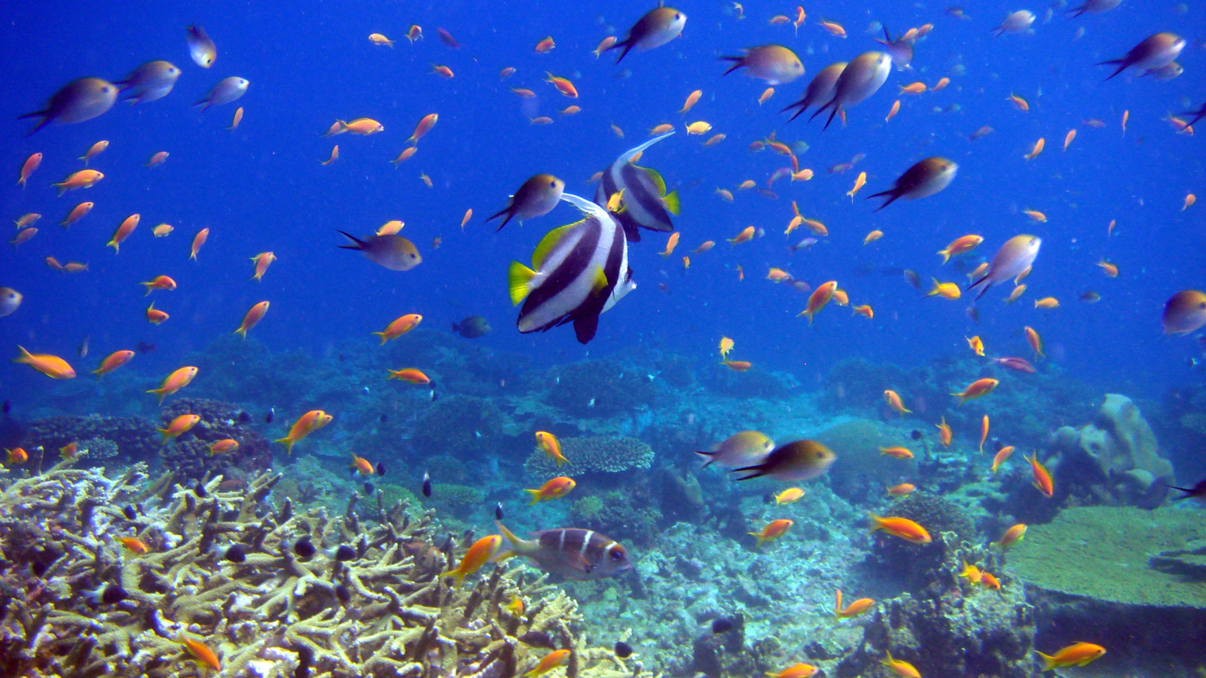 水中のhdの壁紙,水中,海洋生物学,サンゴ礁の魚,サンゴ礁,魚