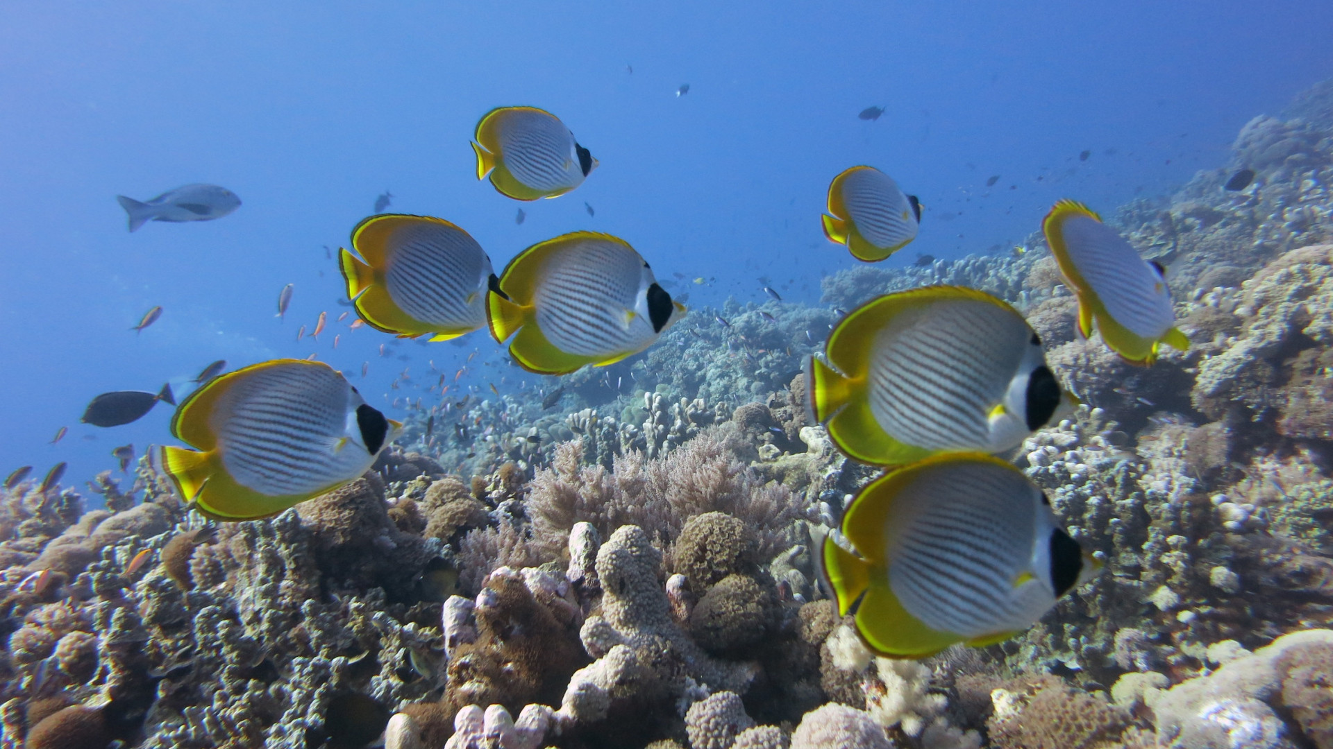 水中のhdの壁紙,魚,水中,海洋生物学,サンゴ礁の魚,サンゴ礁