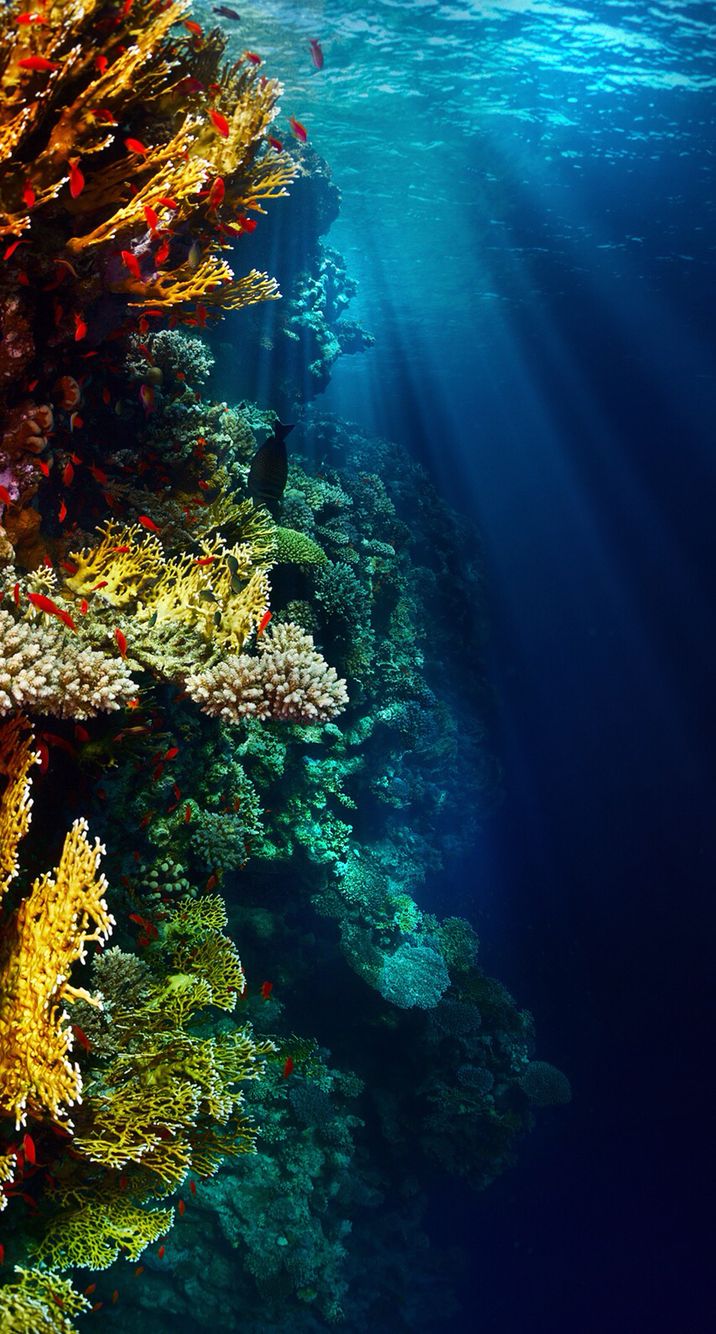 carta da parati hd subacquea,scogliera,barriera corallina,subacqueo,biologia marina,corallo