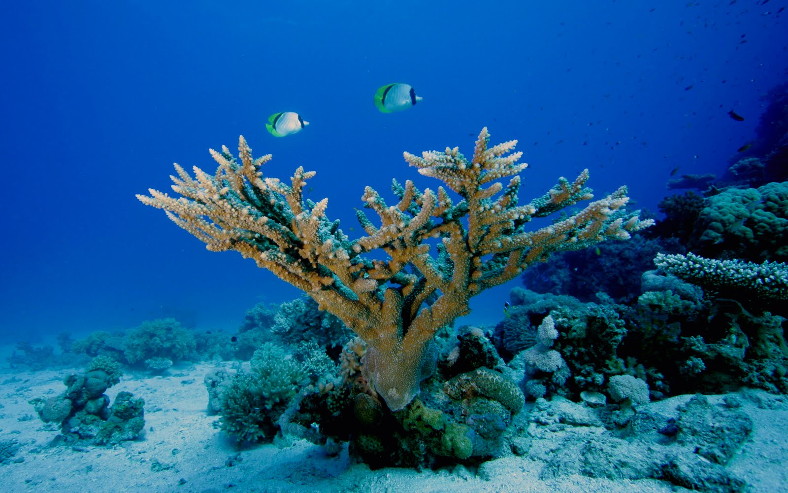 carta da parati hd subacquea,scogliera,barriera corallina,subacqueo,biologia marina,corallo