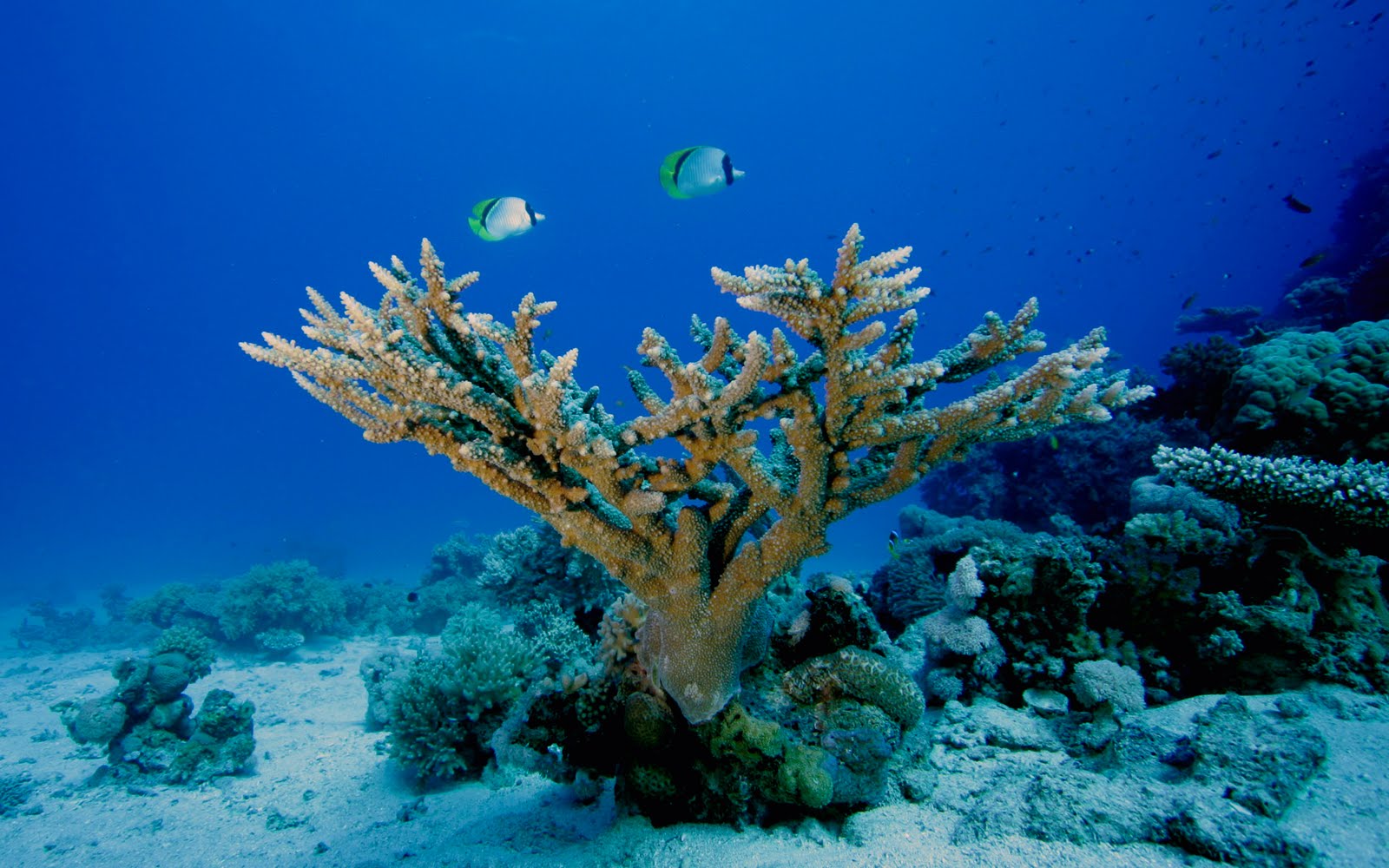 fond d'écran hd sous l'eau,récif,récif de corail,sous marin,biologie marine,corail