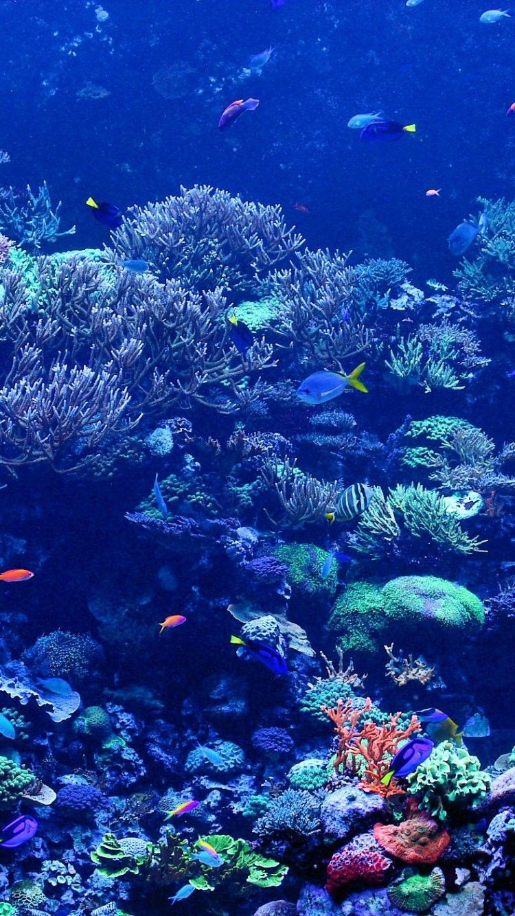 수중 hd 벽지,암초,산호초,수중,해양 생물학,산호