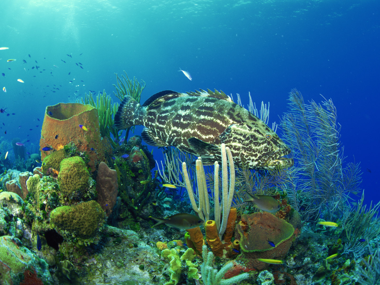 水中のhdの壁紙,水中,海洋生物学,サンゴ礁,リーフ,魚