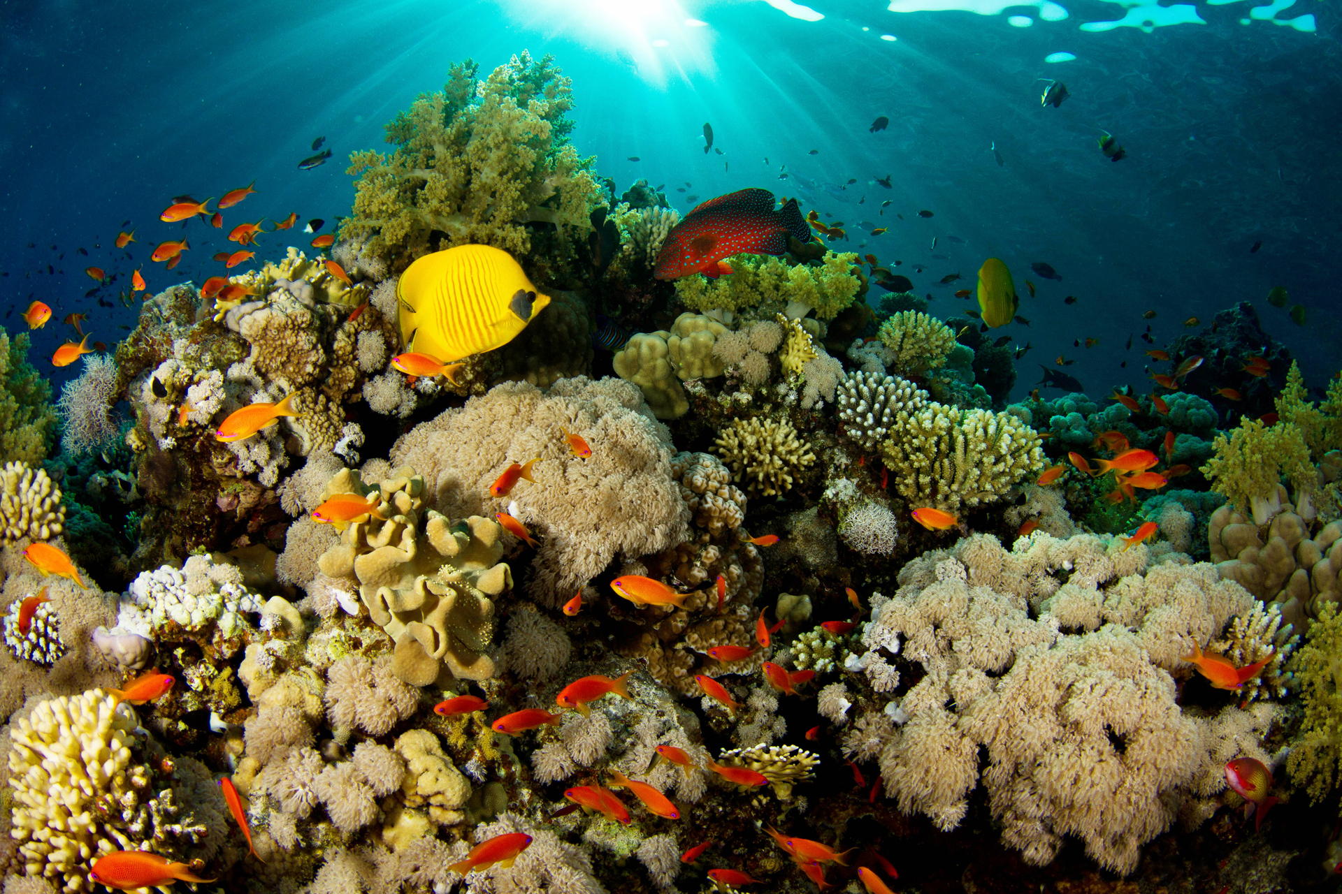 水中ライブ壁紙,リーフ,サンゴ礁,水中,海洋生物学,サンゴ礁の魚