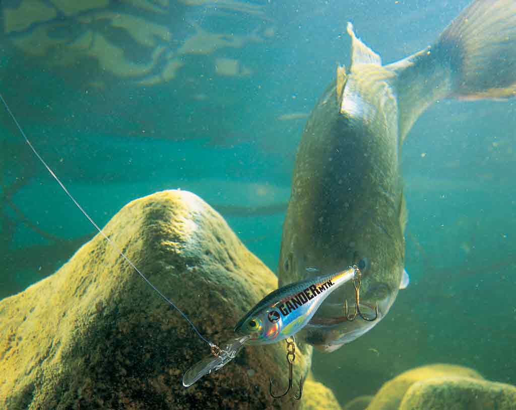 fond d'écran en direct sous marin,poisson,poisson,sous marin,biologie marine,basse