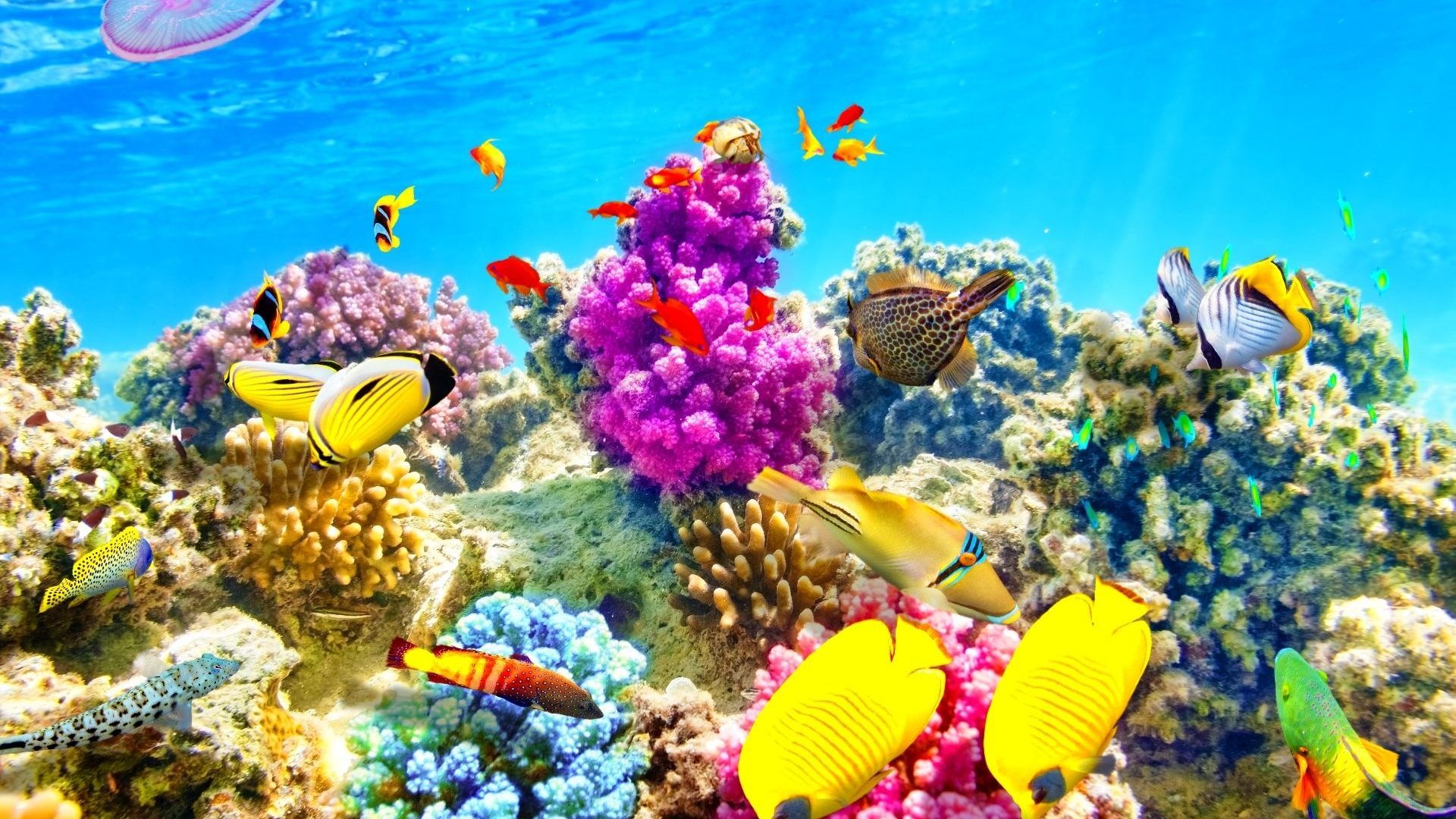 underwater live wallpaper,coral reef,reef,coral reef fish,underwater,stony coral