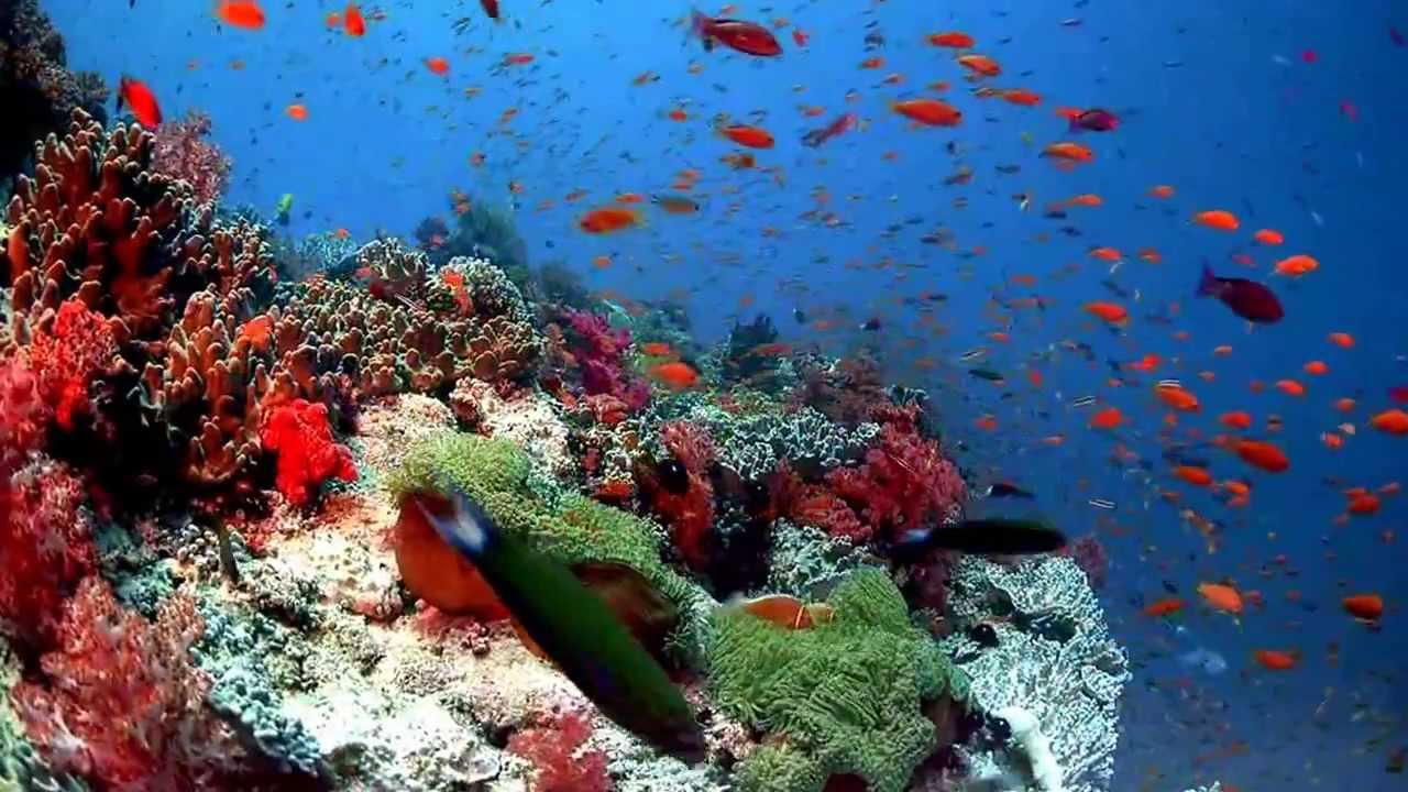 수중 라이브 벽지,산호초,암초,수중,해양 생물학,산호