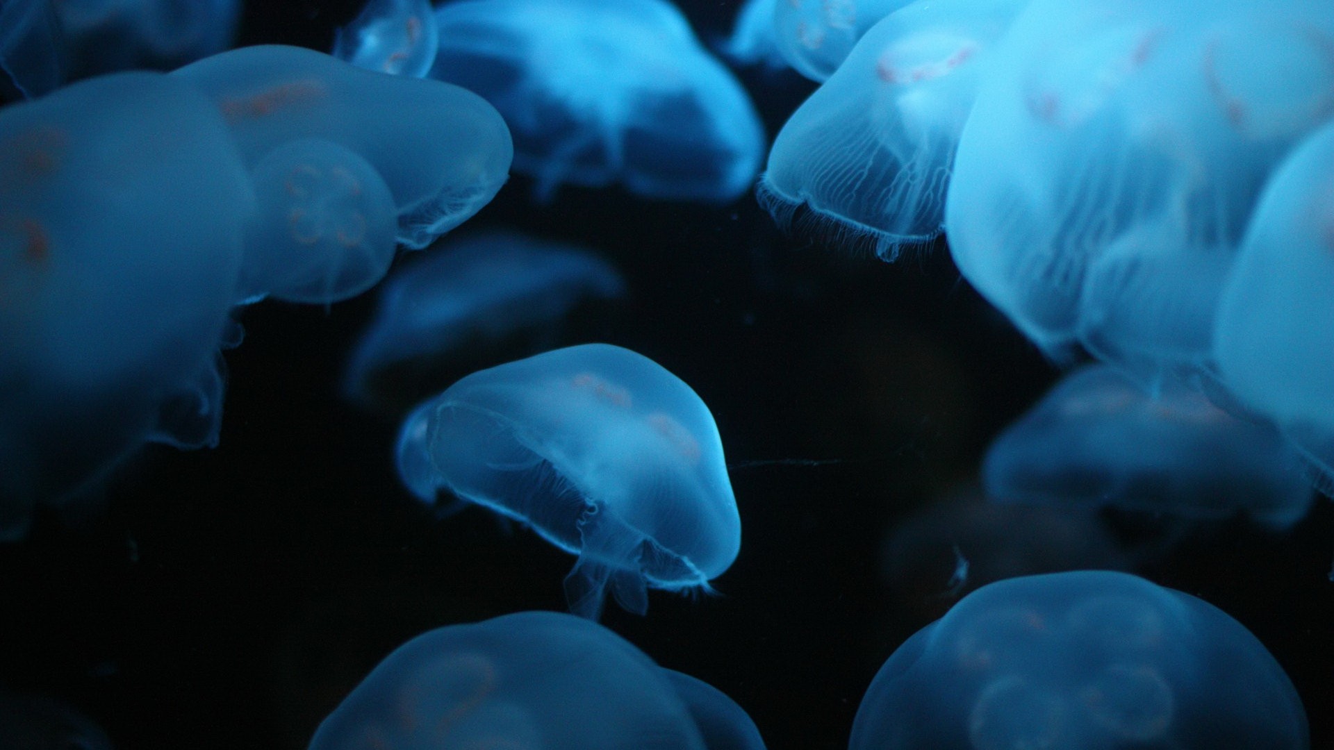 fond d'écran en direct sous marin,méduse,bleu,cnidaria,invertébrés marins,l'eau