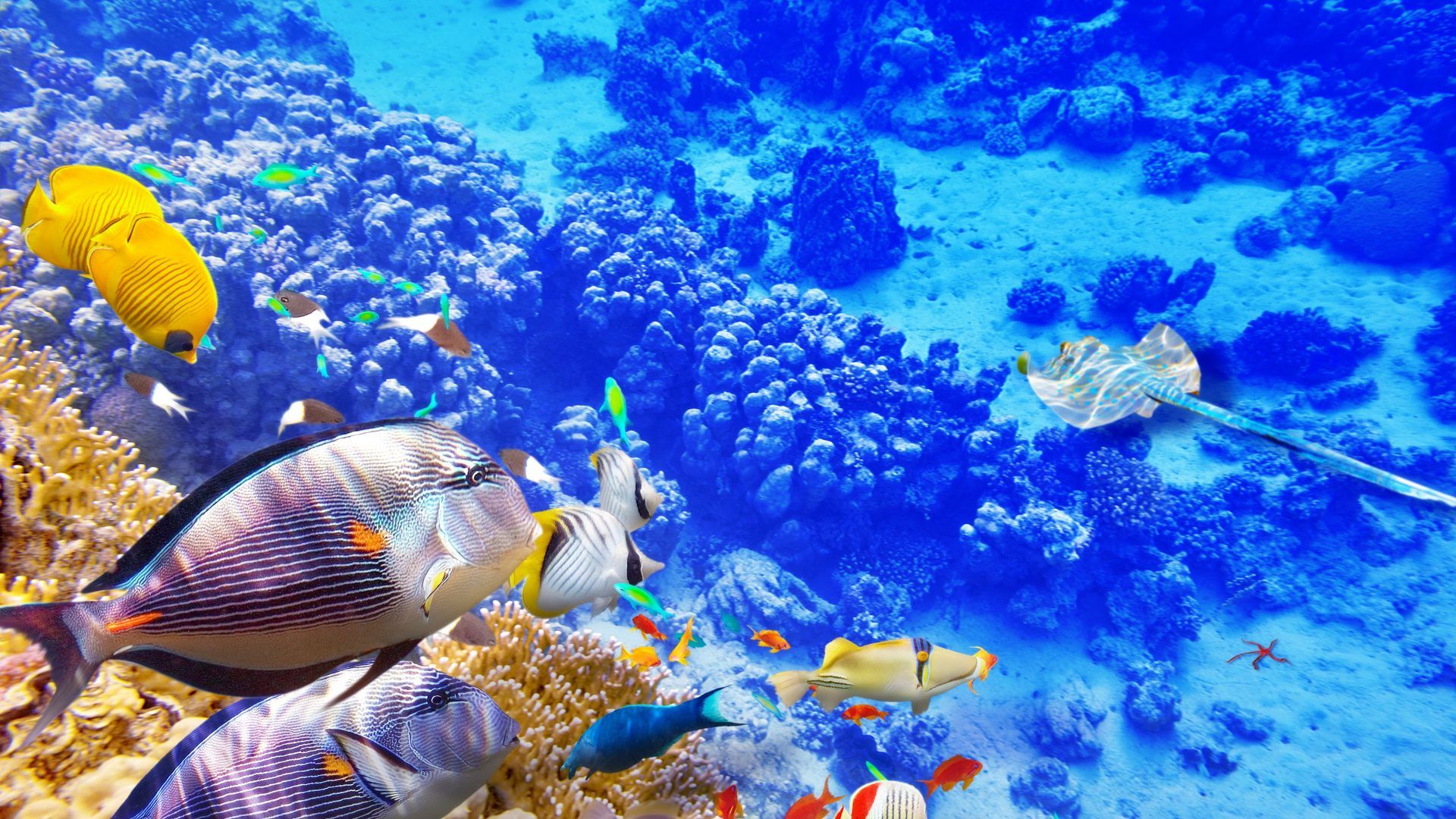 underwater live wallpaper,coral reef fish,underwater,coral reef,marine biology,reef