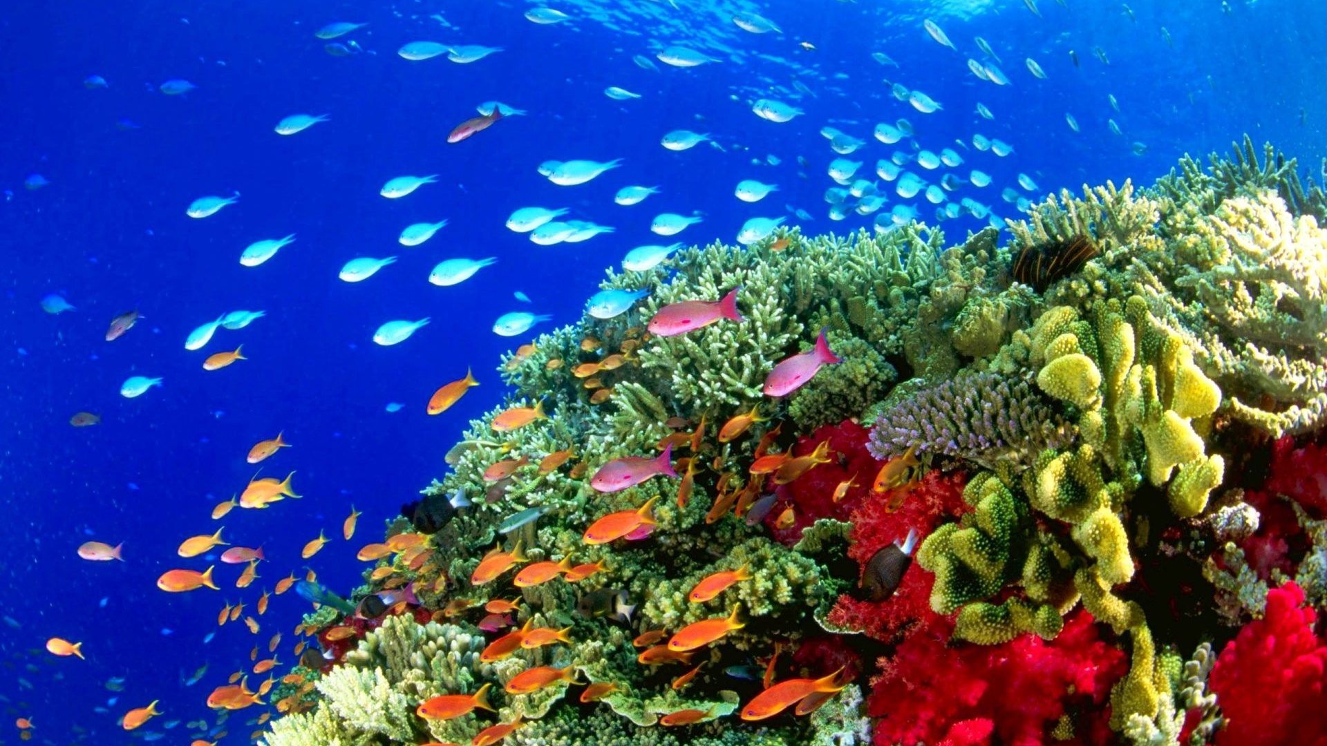 fond d'écran en direct sous marin,récif de corail,récif,biologie marine,corail,sous marin