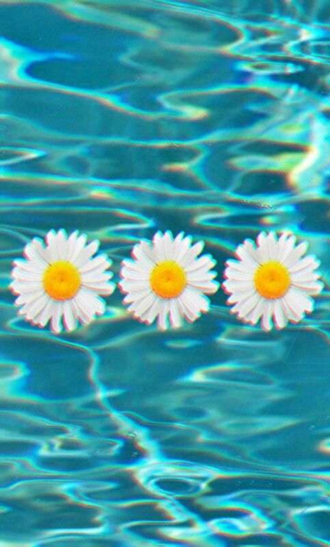 wallpaper tumblr feminino,blue,aqua,turquoise,water,daisy