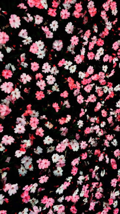 papier peint tumblr feminino,rose,modèle,fleur,plante,fleur