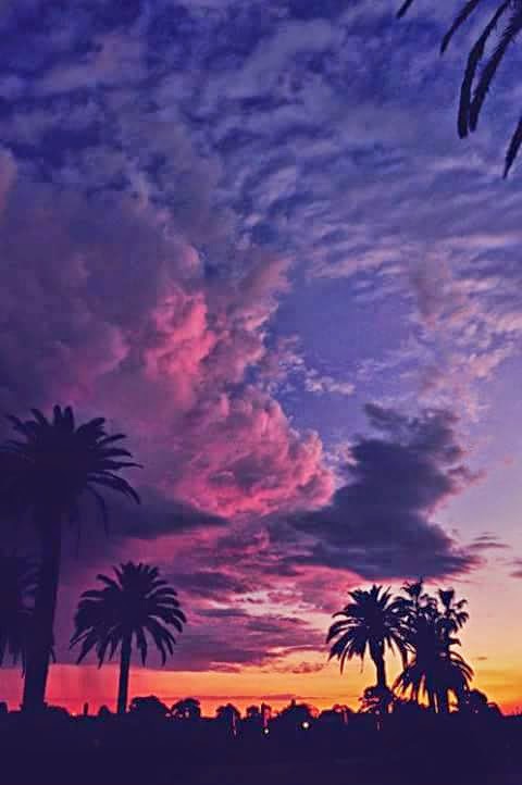wallpaper tumblr feminino,sky,nature,tree,palm tree,afterglow