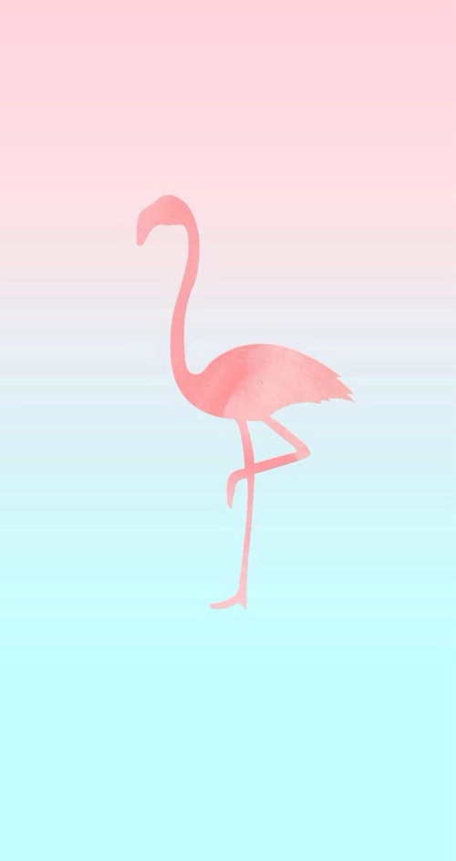 carta da parati tumblr feminino,fenicottero,uccello,fenicottero maggiore,rosa,uccello acquatico
