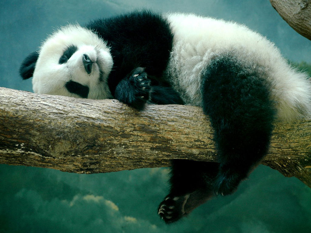panda wallpaper hd,panda,mammal,vertebrate,terrestrial animal,nature reserve