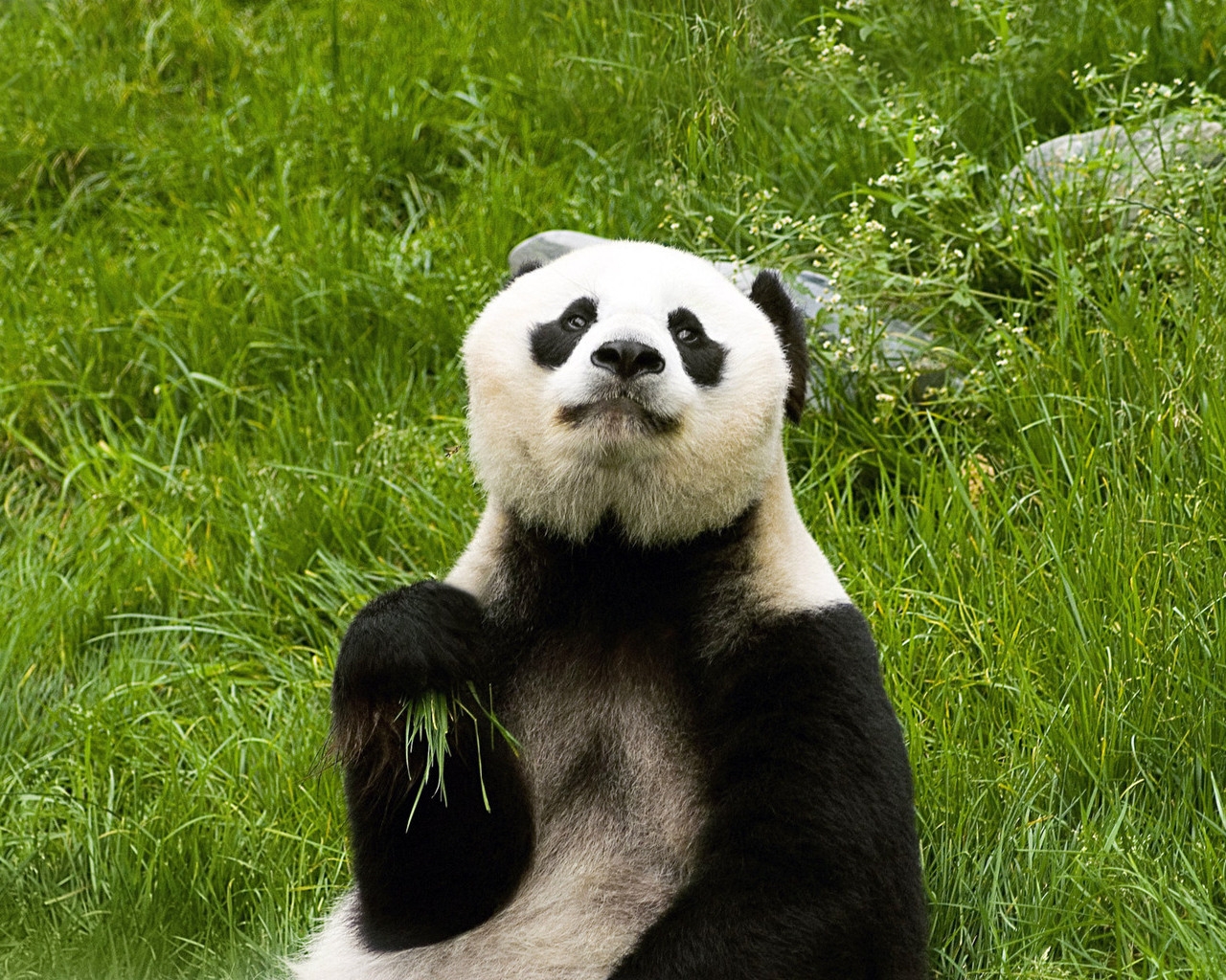 panda wallpaper hd,panda,landtier,bär,gras,schnauze