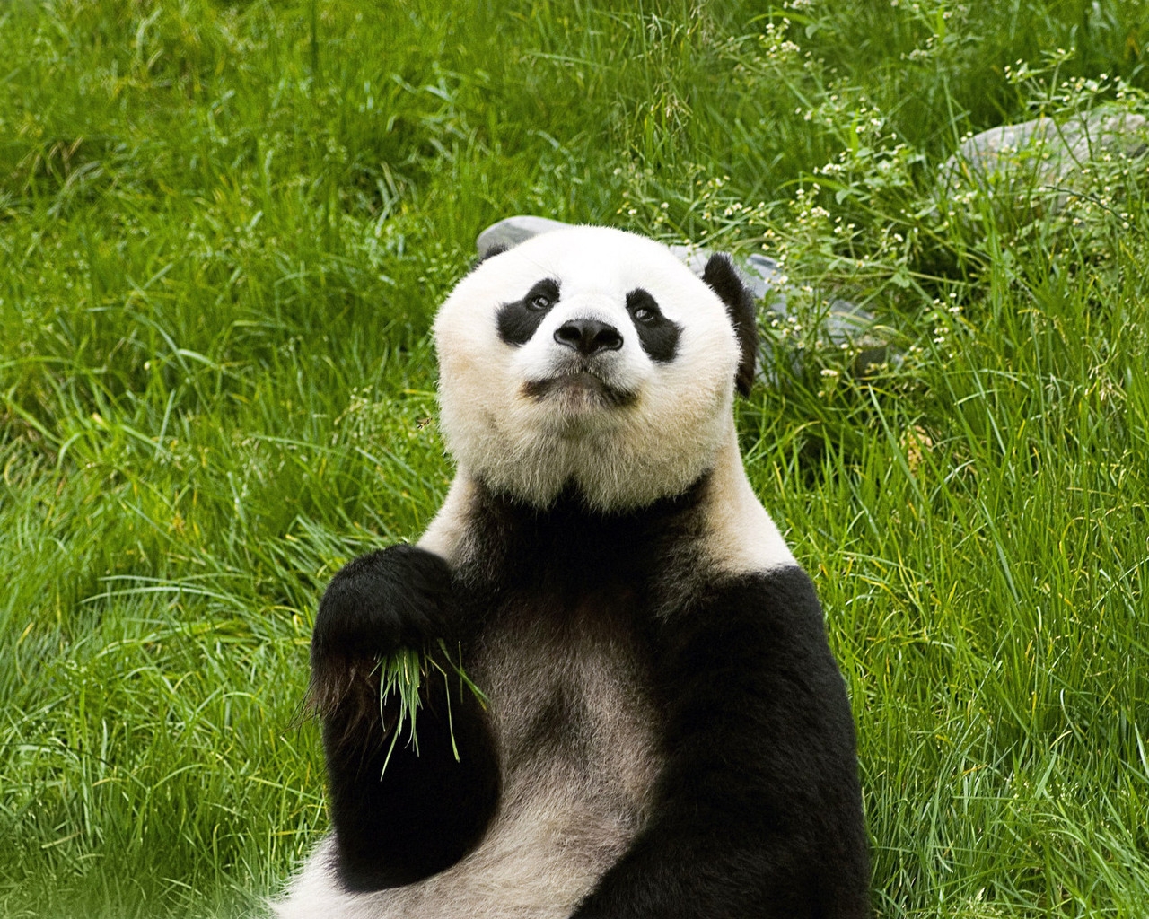 パンダの壁紙のhd パンダ 陸生動物 くま 草 鼻 Wallpaperuse パンダの壁紙のhd パンダ 陸生動物 くま 草 鼻 Wallpaperuse