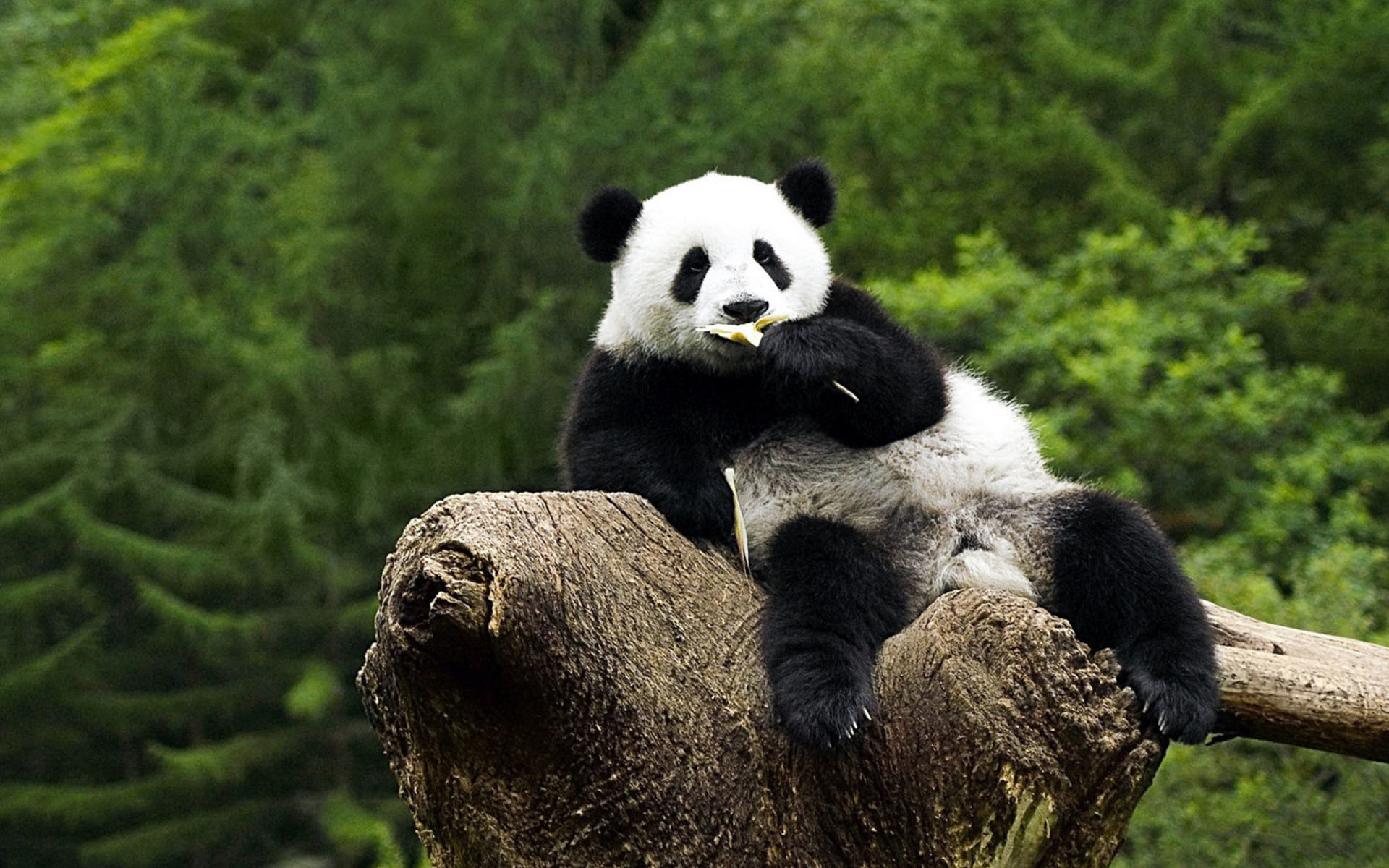 panda wallpaper hd,panda,mammal,vertebrate,terrestrial animal,nature reserve
