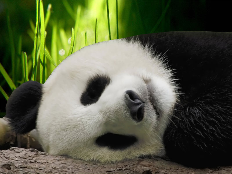 パンダの壁紙のhd,パンダ,陸生動物,鼻,くま,昼寝