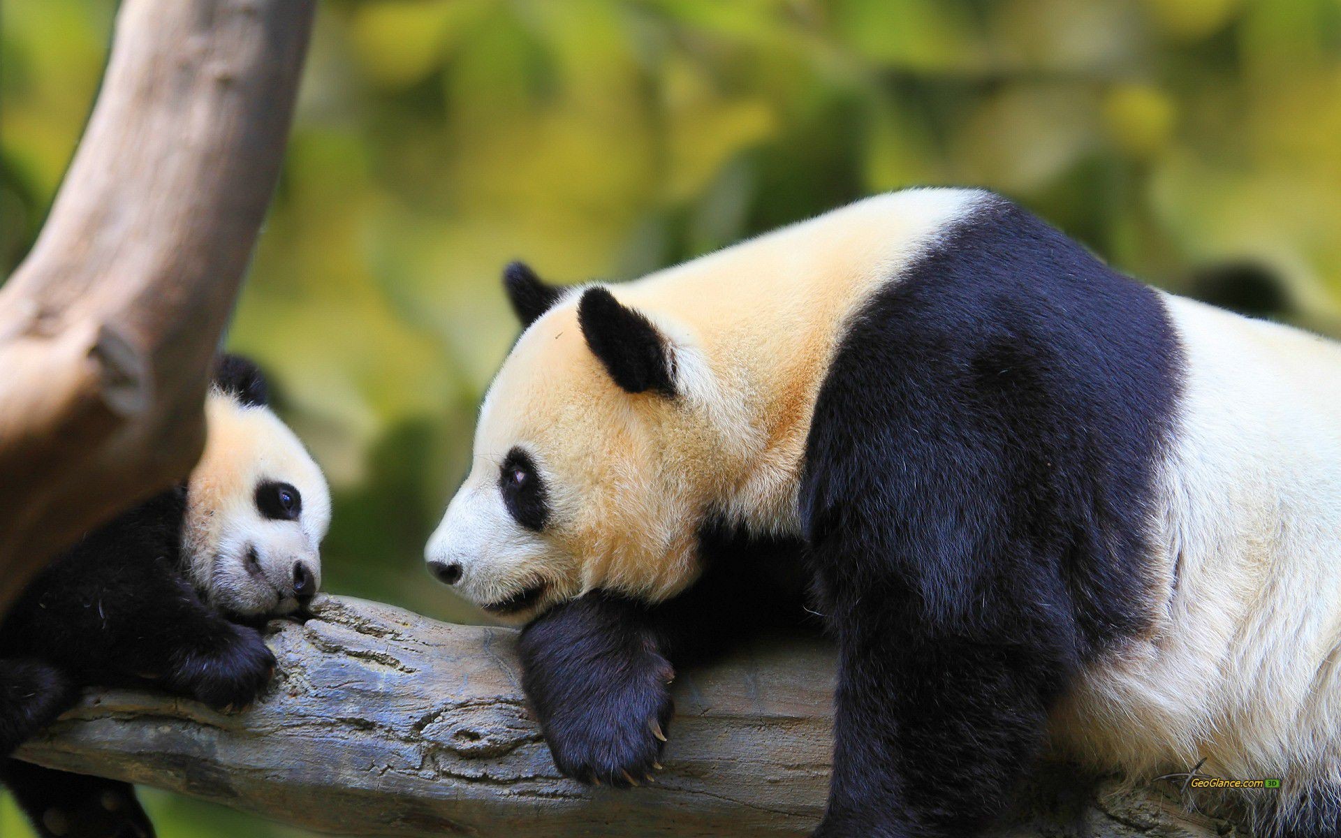 panda fondos de pantalla hd,panda,animal terrestre,oso,hocico,fauna silvestre