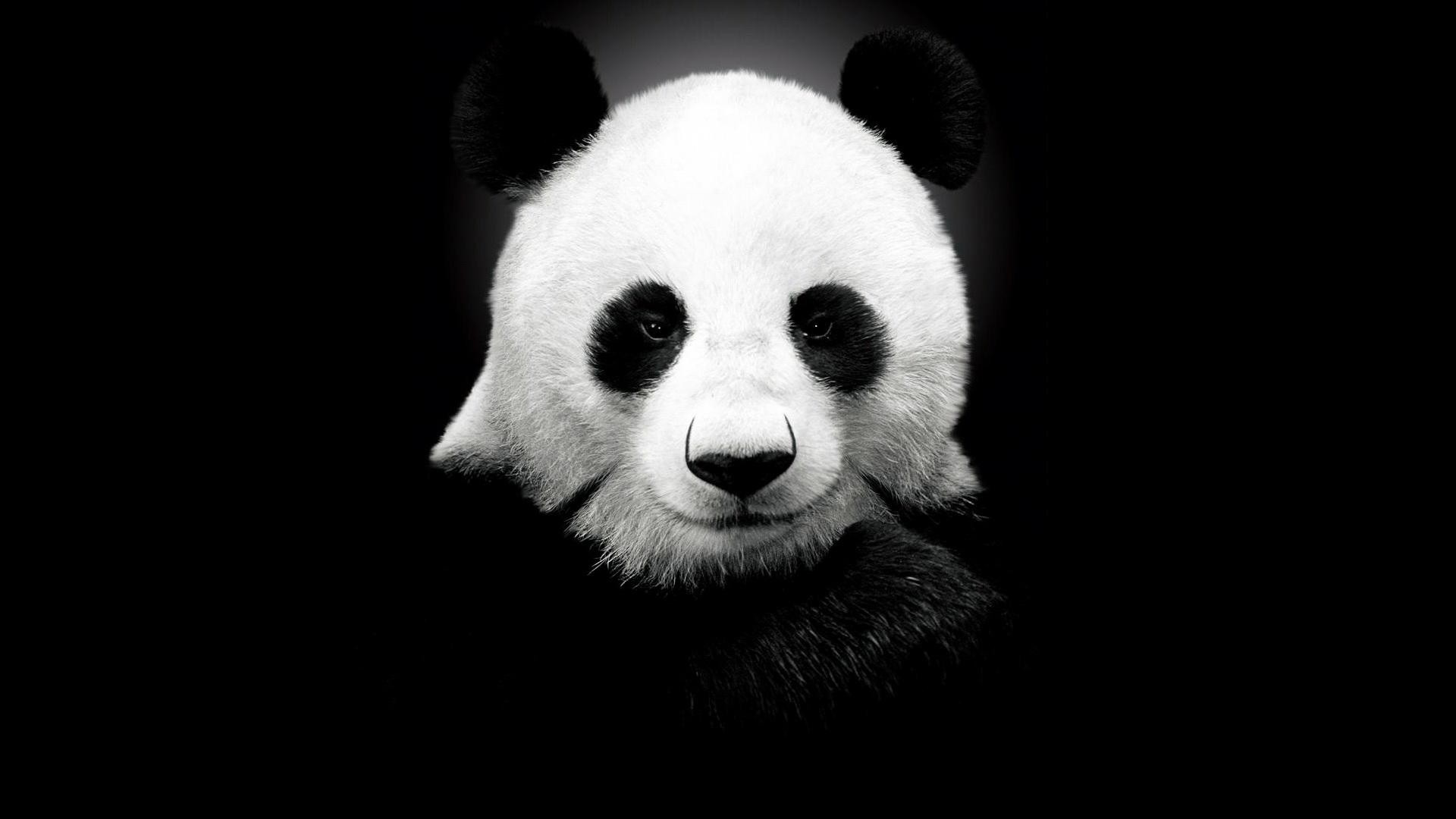 panda fondos de pantalla hd,panda,oso,negro,cabeza,hocico