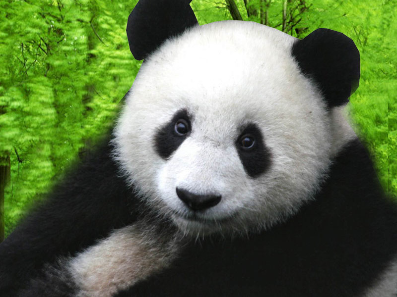 panda wallpaper hd,panda,animale terrestre,orso,pelliccia,grugno