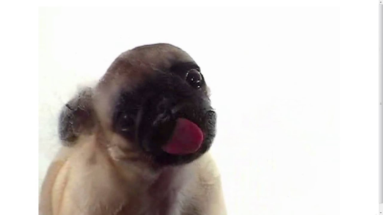 dog live wallpaper,vertebrate,pug,mammal,dog breed,canidae