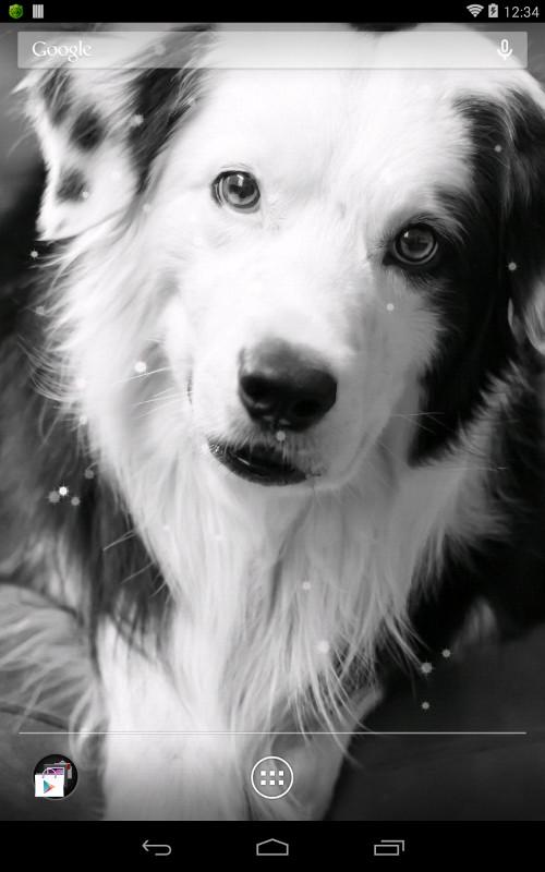 perro live wallpaper,perro,border collie,en blanco y negro,pastor australiano,hocico