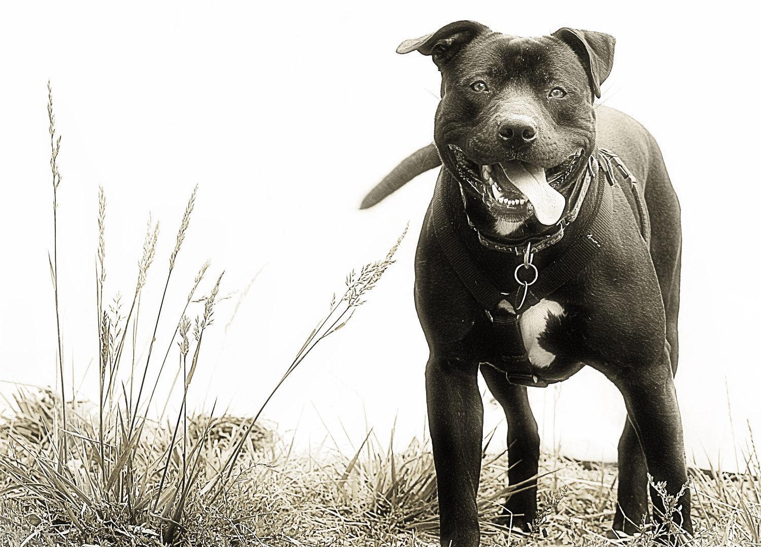 cane live wallpaper,cane,american staffordshire terrier,american pit bull terrier,toro e terrier,grugno