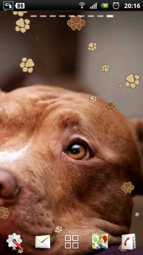 perro live wallpaper,perro,pit bull terrier americano,hocico,vizsla