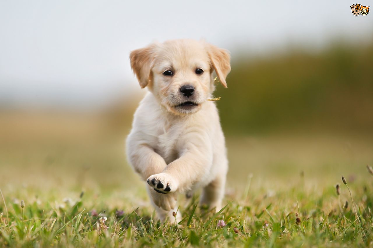 犬のライブ壁紙,犬,子犬,ラブラドール・レトリバー,コンパニオンドッグ