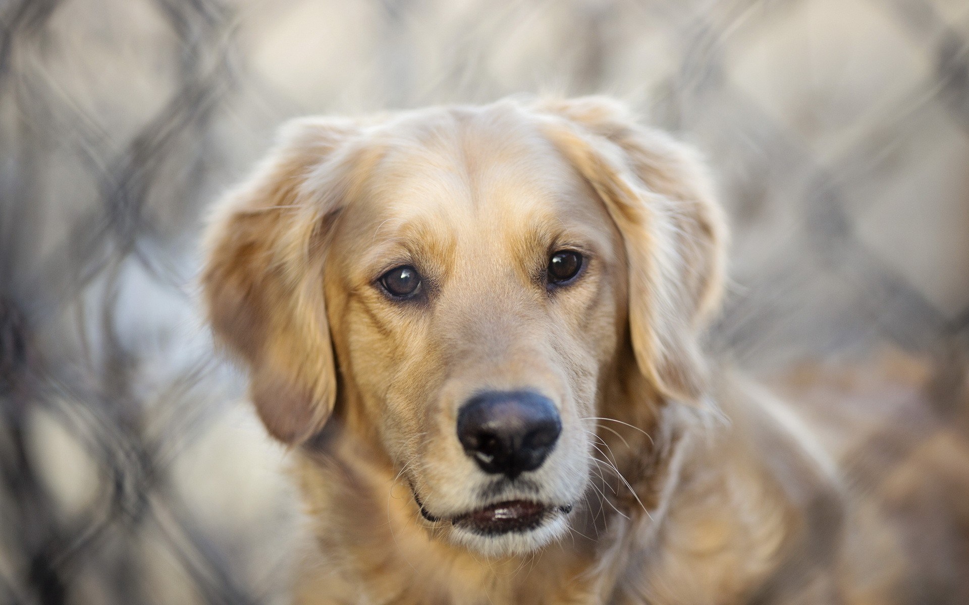 perro live wallpaper,perro,golden retriever,perro de compañía,hocico