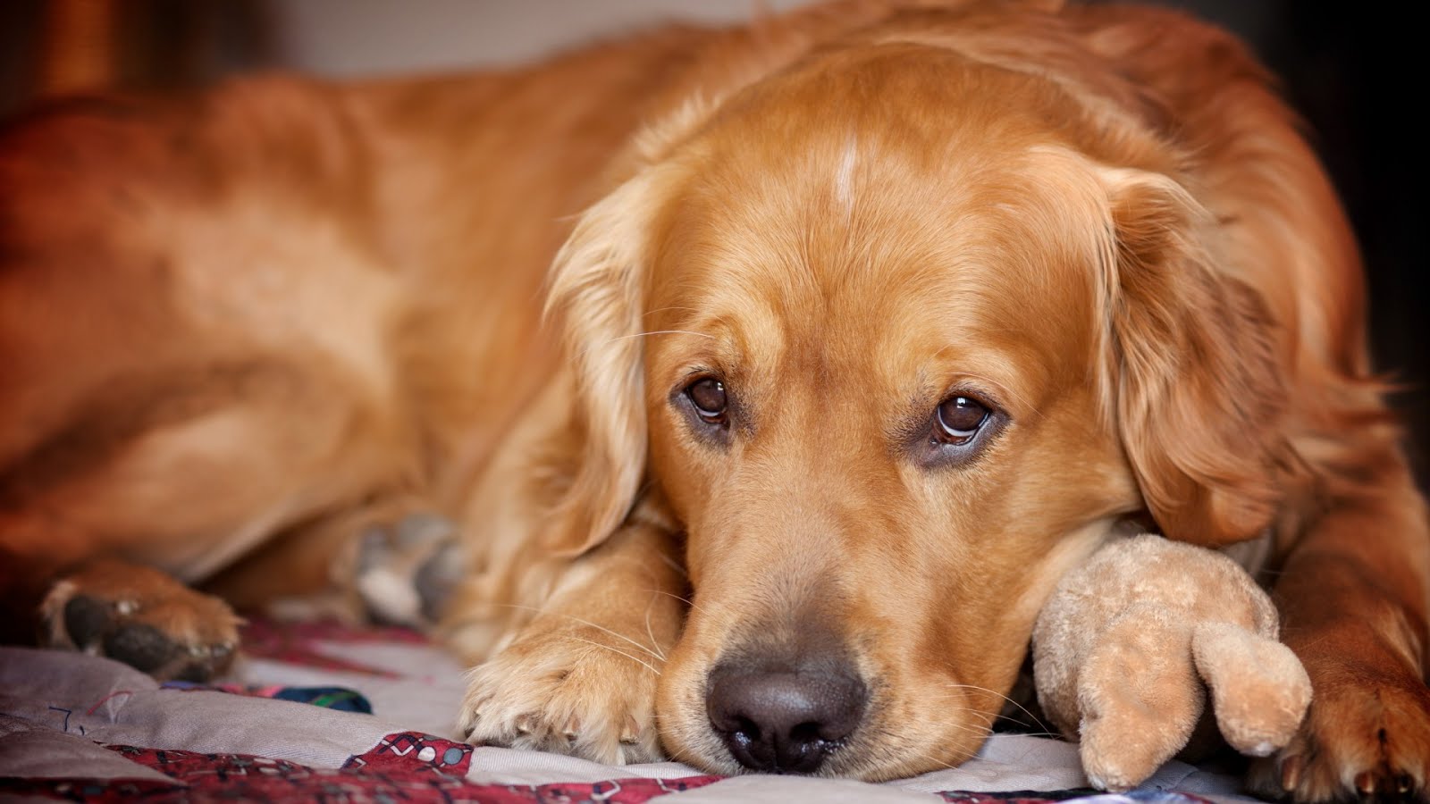 cane live wallpaper,cane,golden retriever,cane da compagnia,grugno,gruppo sportivo