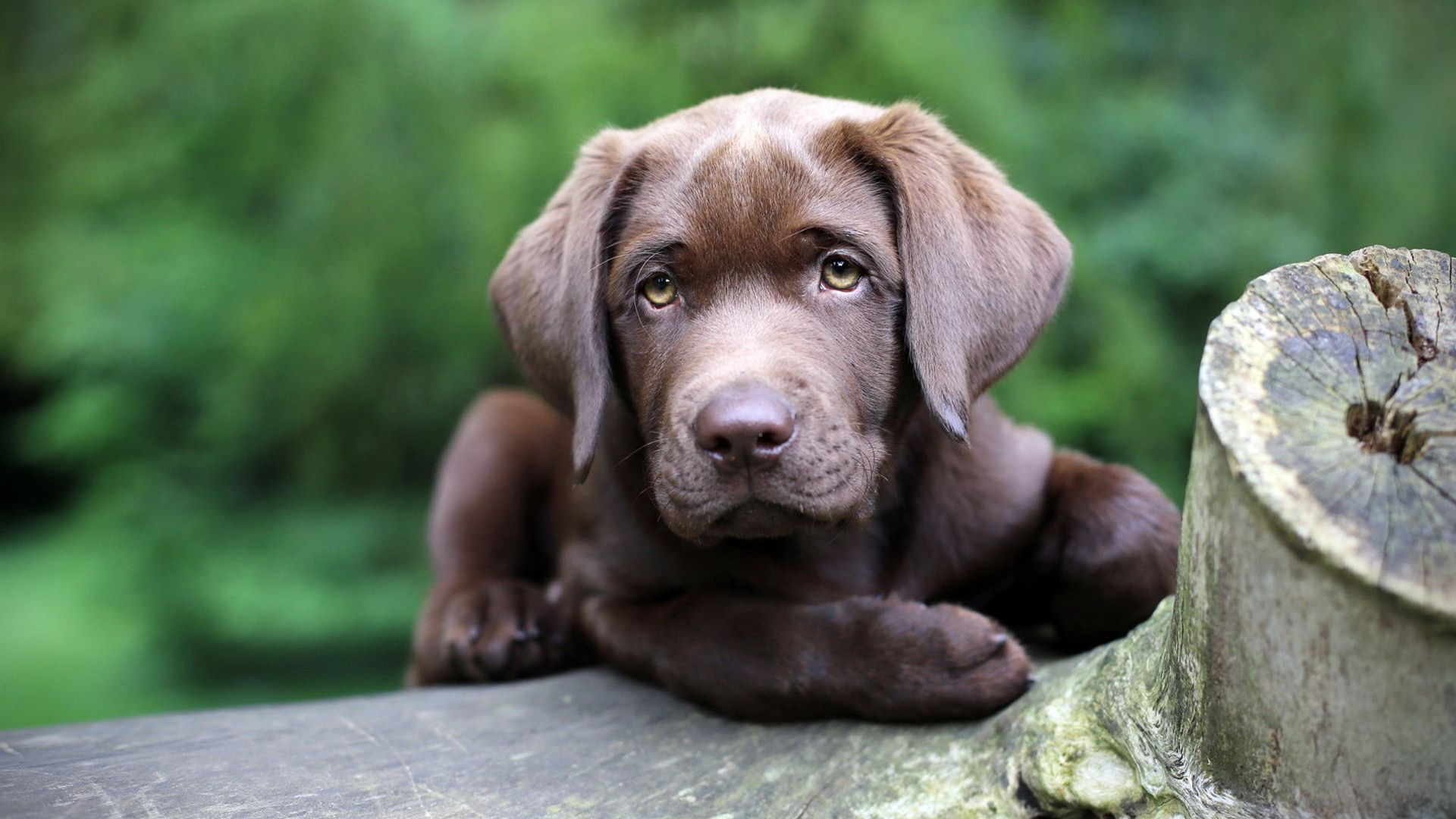 cane live wallpaper,cane,labrador retriever,gruppo sportivo,cucciolo