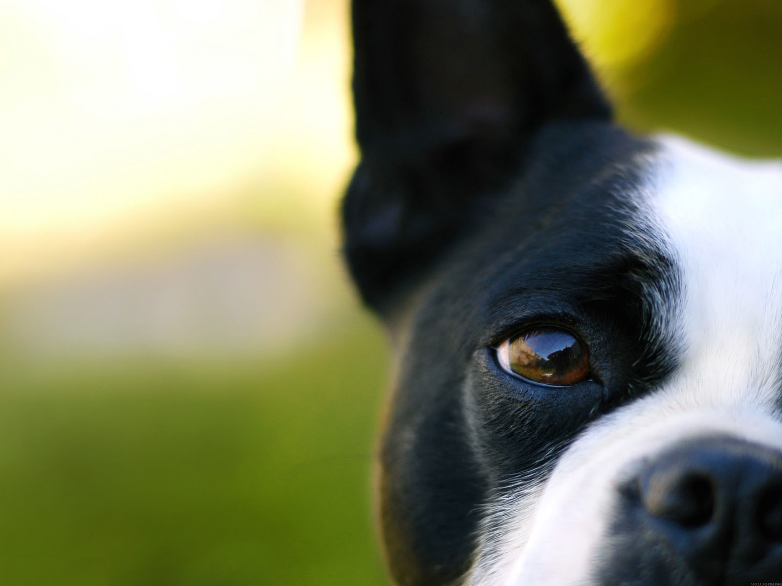 cane live wallpaper,cane,boston terrier,grugno,avvicinamento